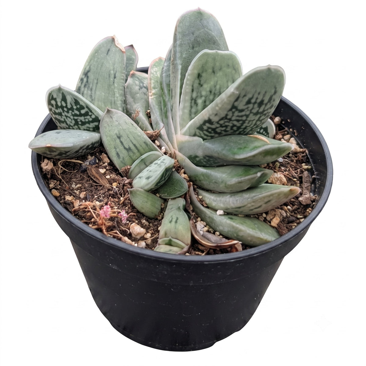 Gasteria armstrongii hybrid