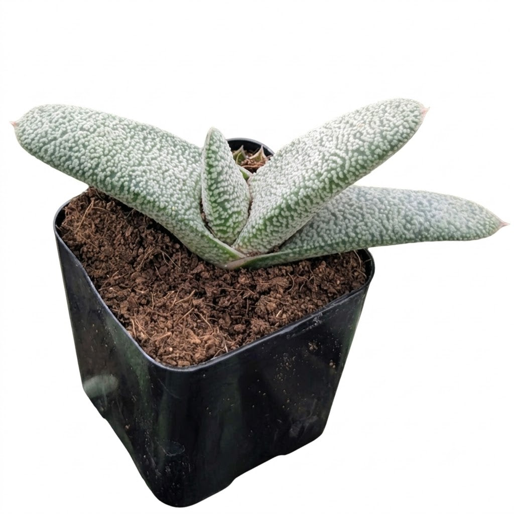 Gasteria 'Triceratops Skin'