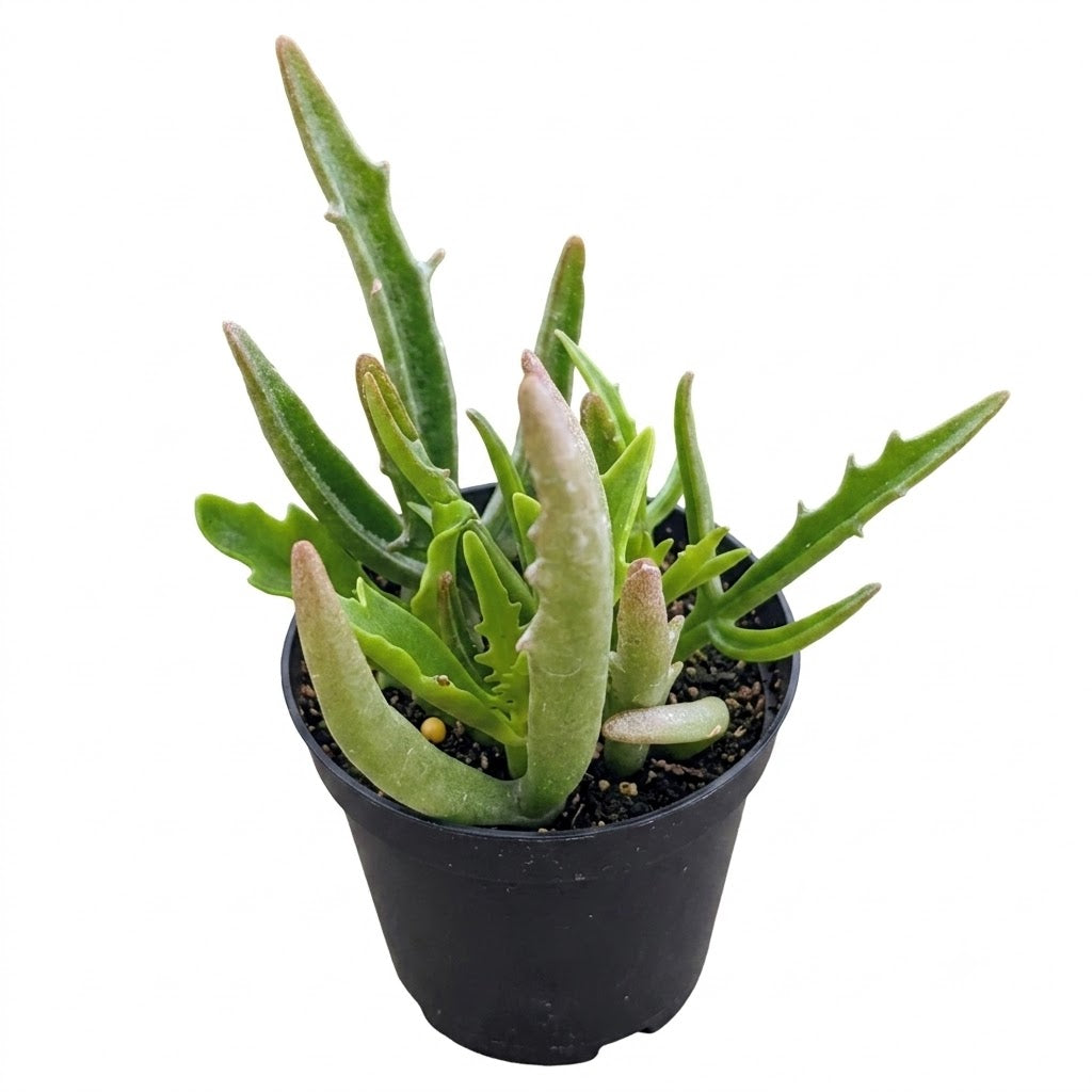 Kalanchoe 'Kewensis'