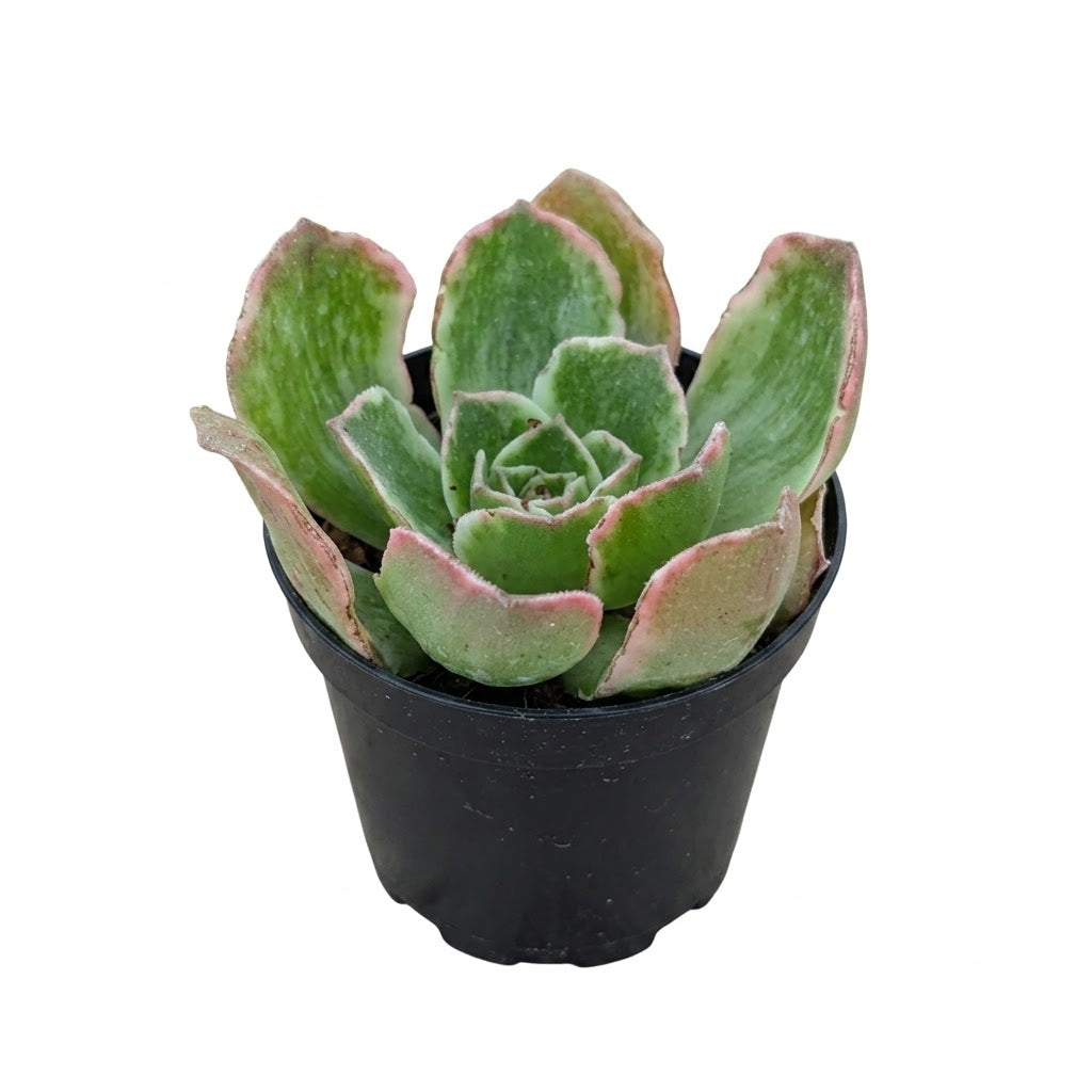 Aeonium 'Fluctuation'