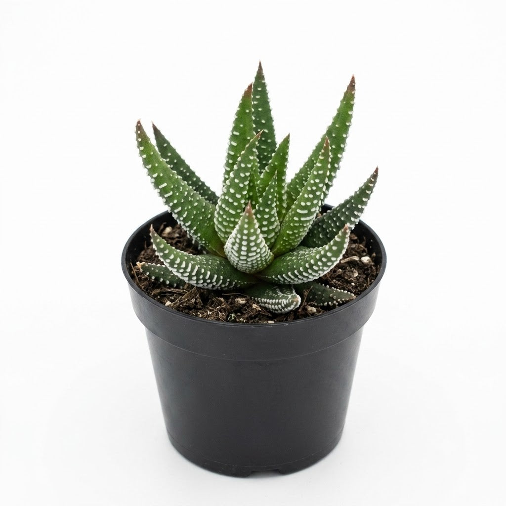 Haworthia 'Hybrid'