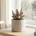 Pachyphytum 'Captain Jessop'