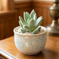 Pachyveria 'Rough'