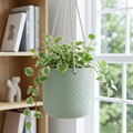 Peperomia 'Cupid'