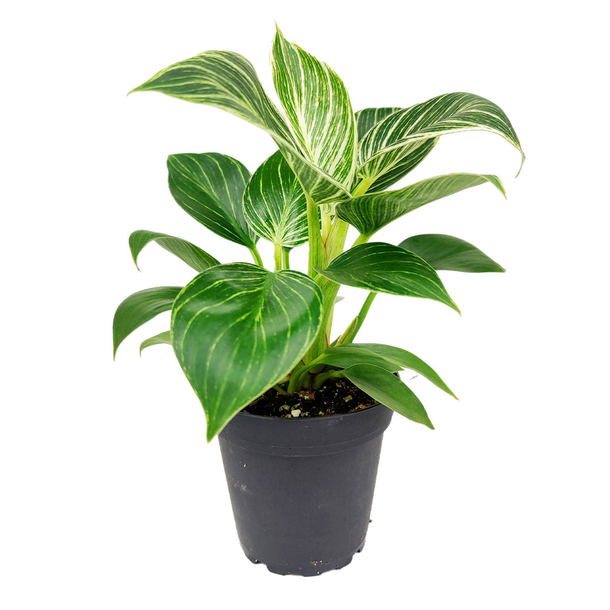 Philodendron 'Birkin'