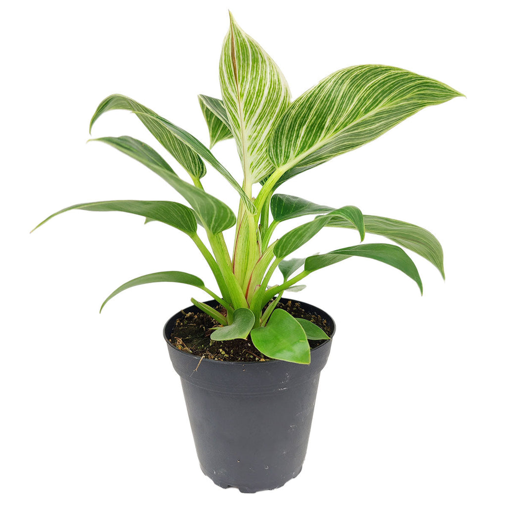 Philodendron 'Birkin'