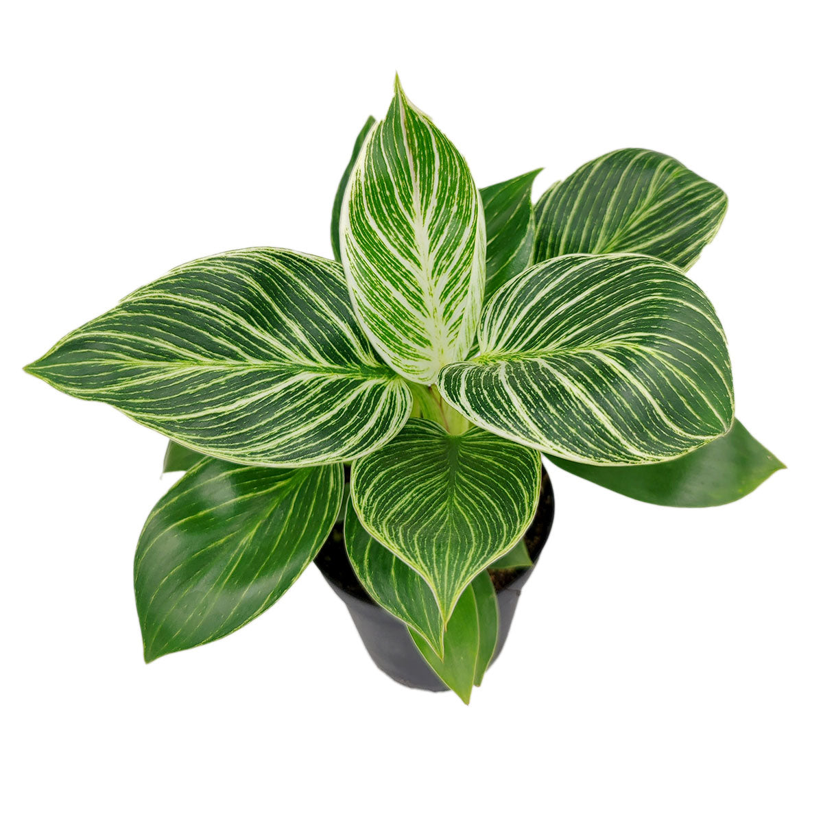 Philodendron 'Birkin'