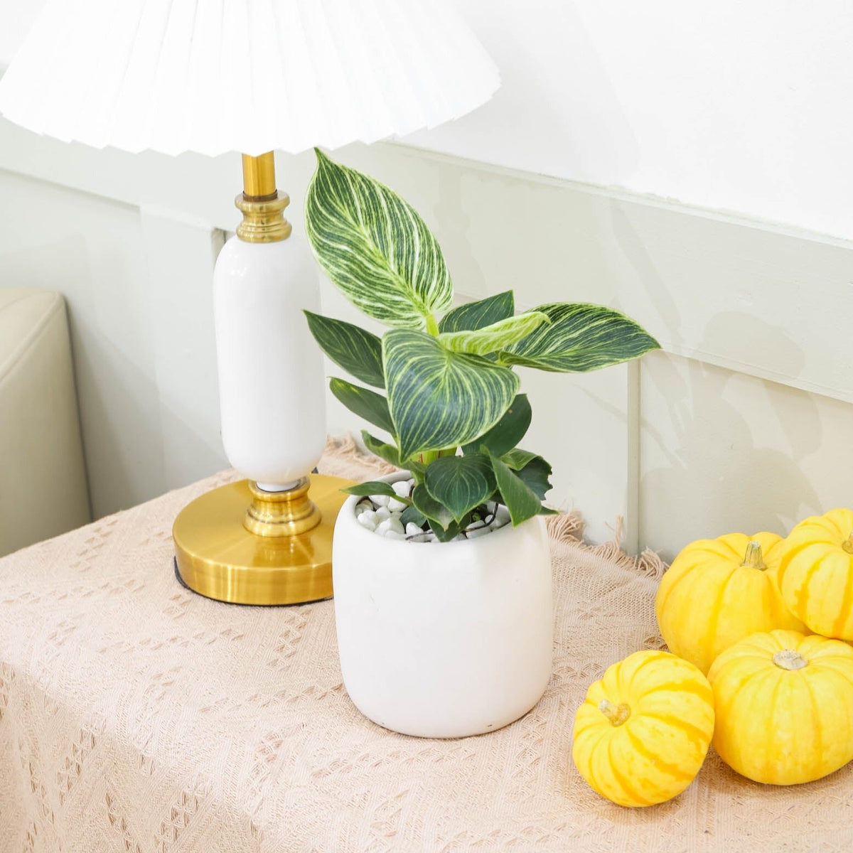 Philodendron 'Birkin'