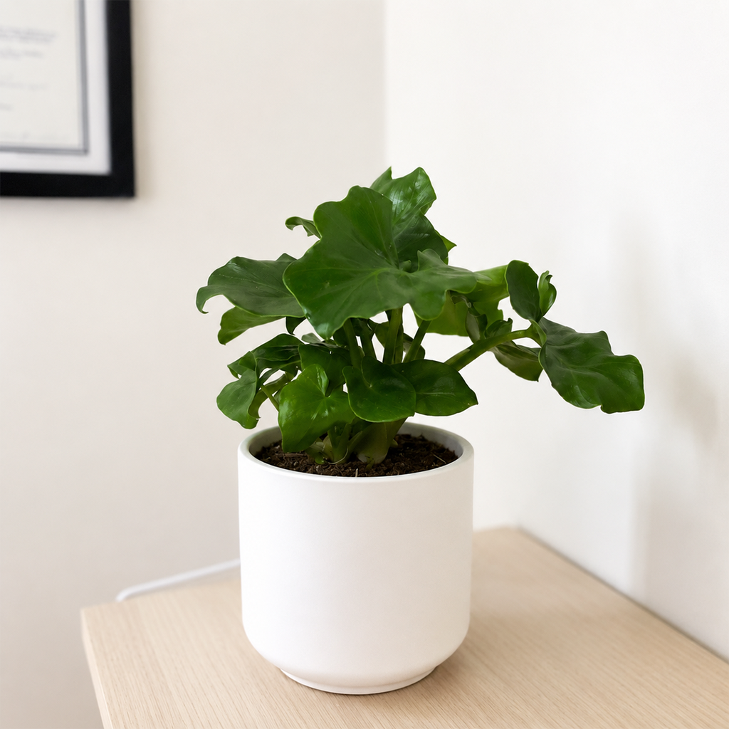 Philodendron 'Atom'