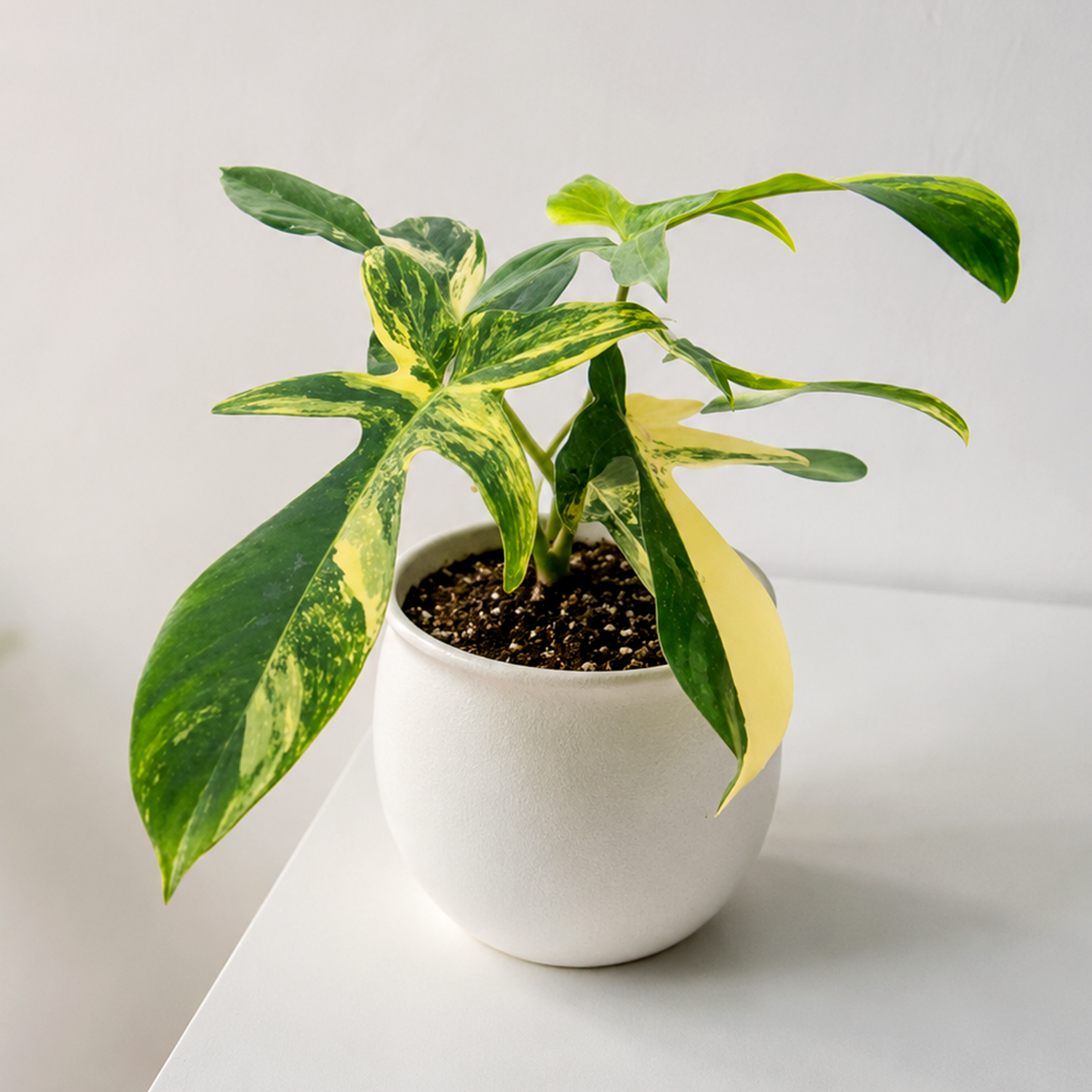 Philodendron Florida Beauty Variegated