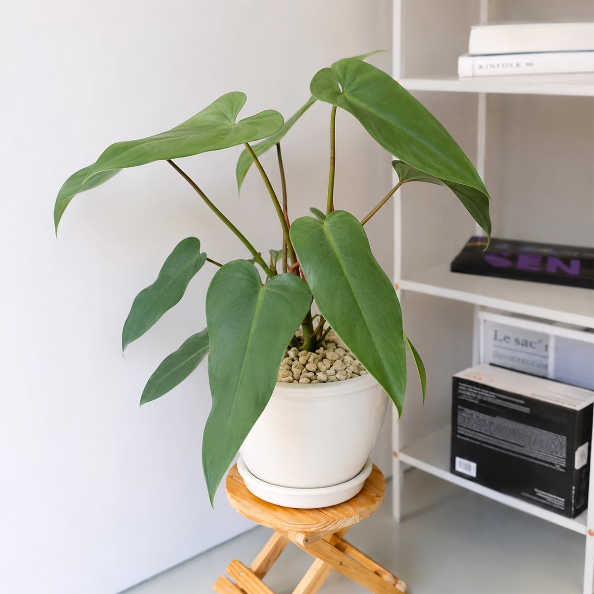 Philodendron 'Joepii'