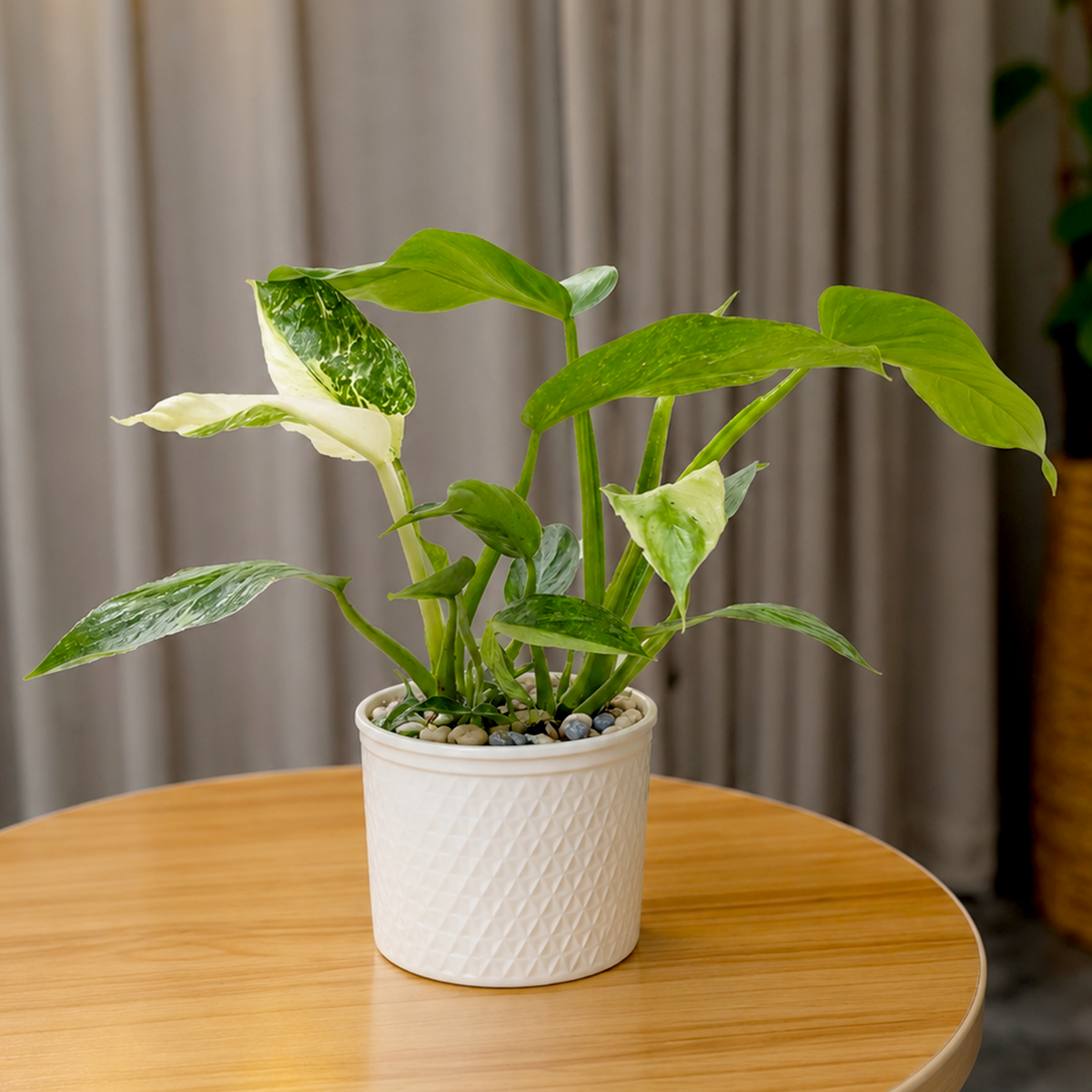 Philodendron Jose Bueno