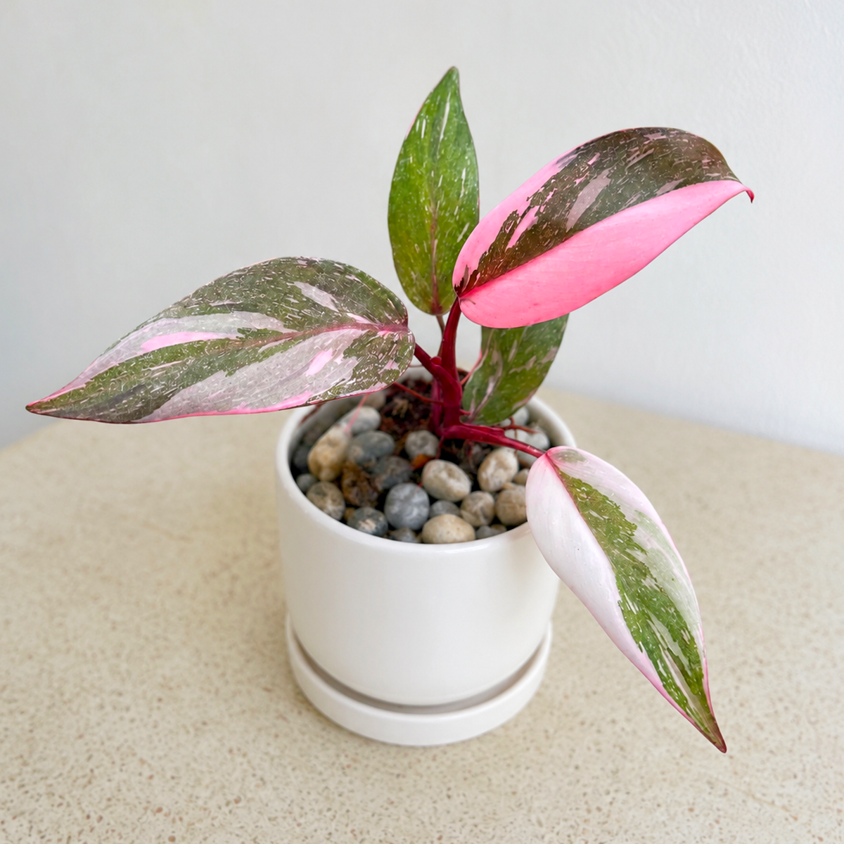 Philodendron 'Marble Pink Princess'