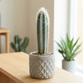 Pilosocereus pachycladus - Blue Torch Cactus