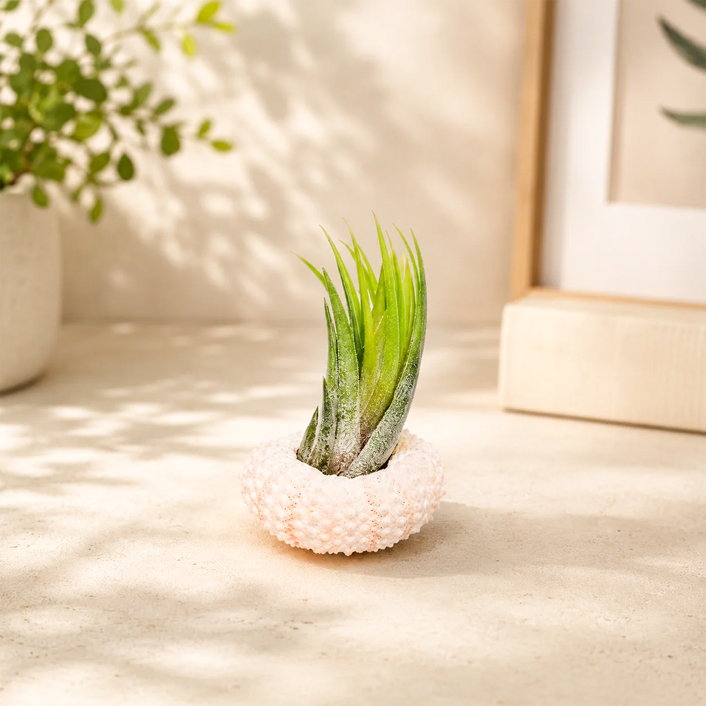 Pink Urchin with Tillandsia Air Plant