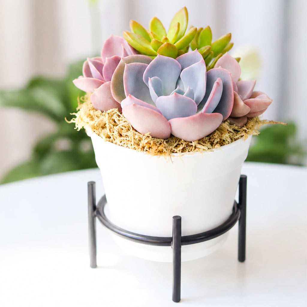 Purple & Orange Succulent Arrangement - 4" White Plastic Planter with Dish