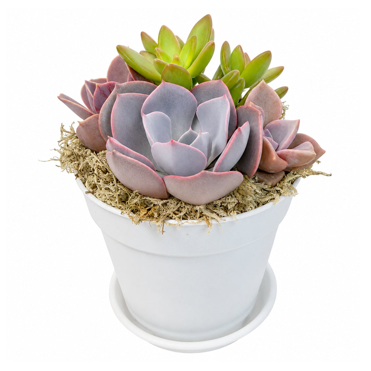 Purple & Orange Succulent Arrangement - 4" White Plastic Planter with Dish