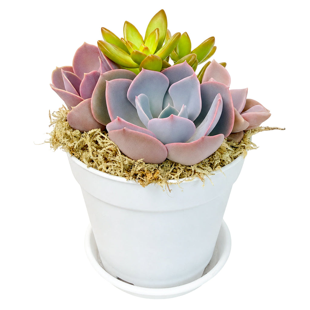 Purple & Orange Succulent Arrangement - 4" White Plastic Planter with Dish