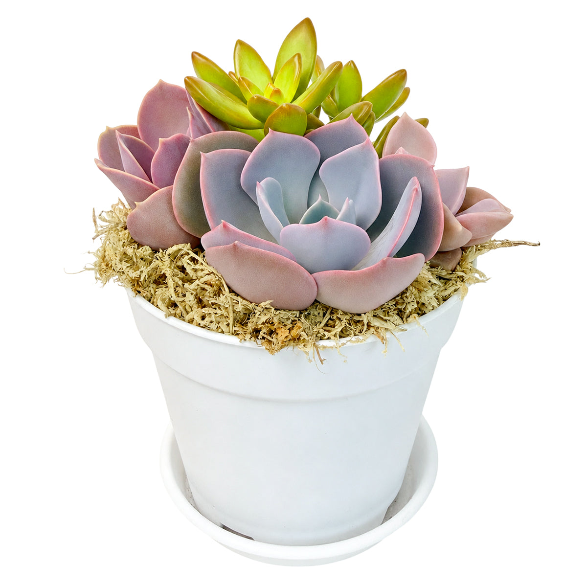 Purple & Orange Succulent Arrangement - 4" White Plastic Planter with Dish