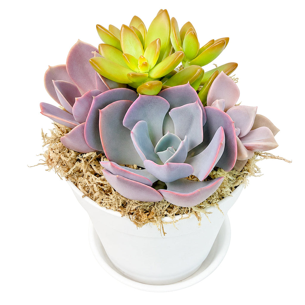 Purple & Orange Succulent Arrangement - 4" White Plastic Planter with Dish