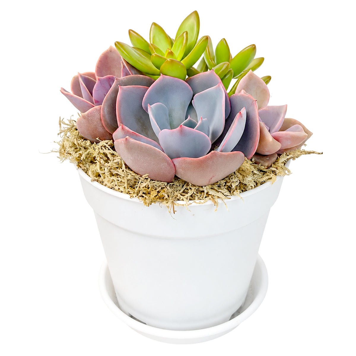 Purple & Orange Succulent Arrangement - 4" White Plastic Planter with Dish