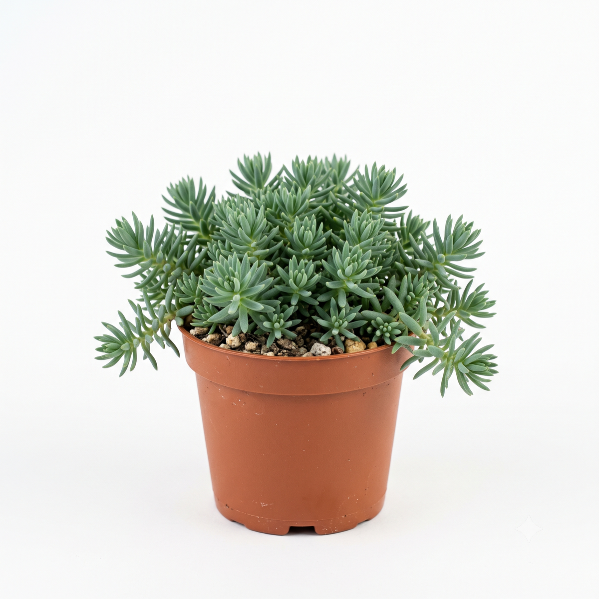 Random Hardy Sedum 2" Succulent