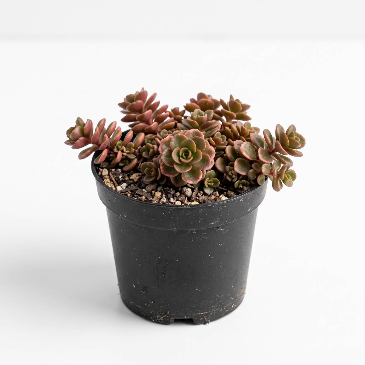Random Hardy Sedum 2" Succulent
