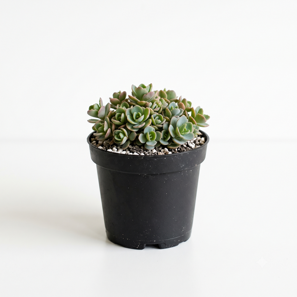 Random Hardy Sedum 2" Succulent