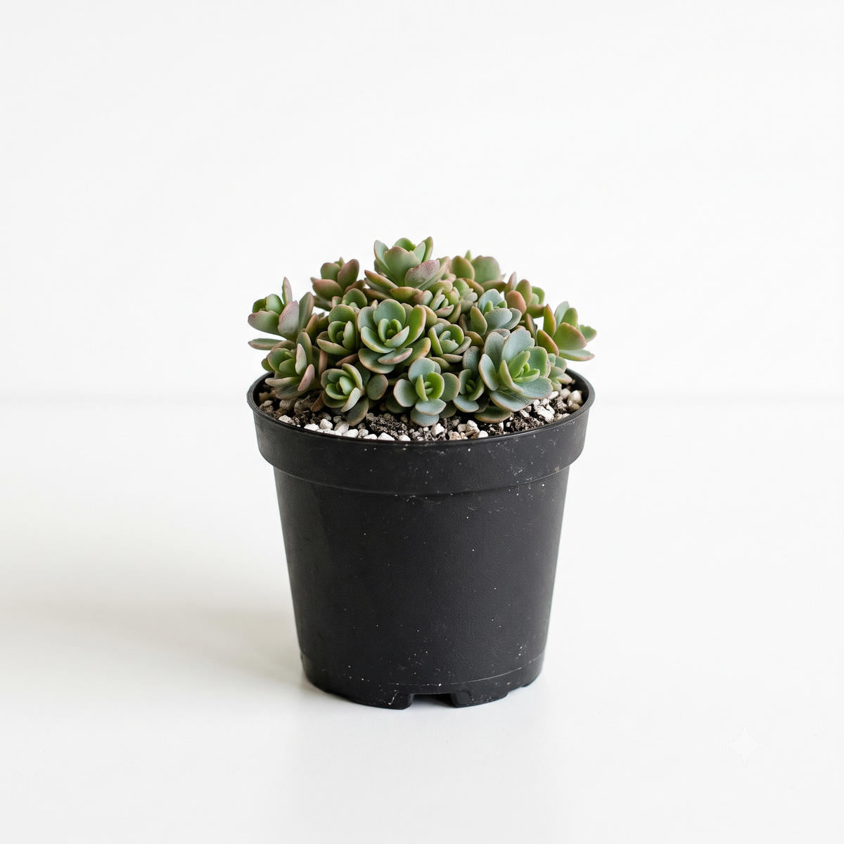 Random Hardy Sedum 2" Succulent