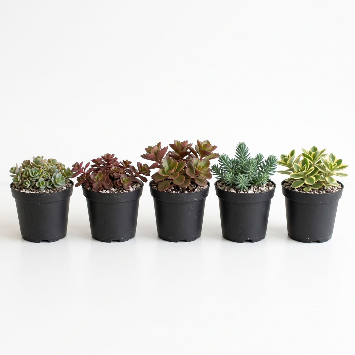 Random Hardy Sedum 2" Succulent