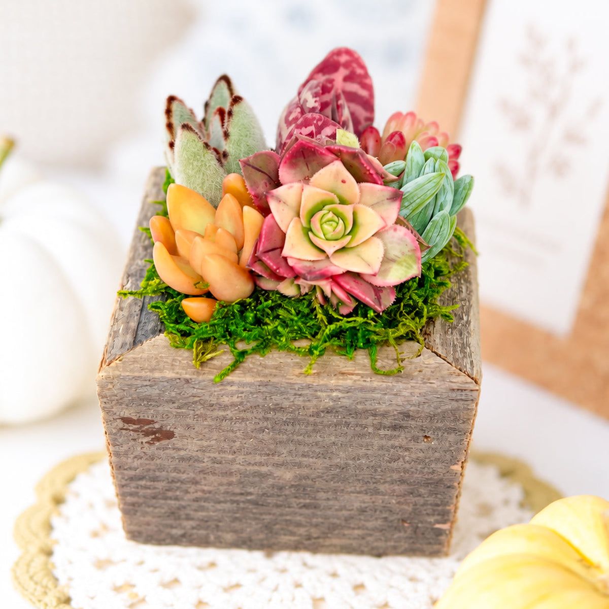 Reclaimed Wood Square Box Mini Succulent Arrangement