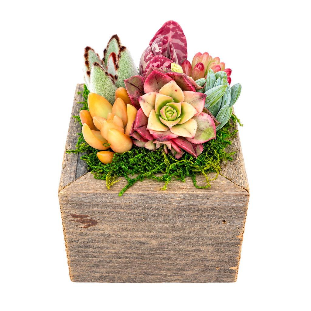 Reclaimed Wood Square Box Mini Succulent Arrangement