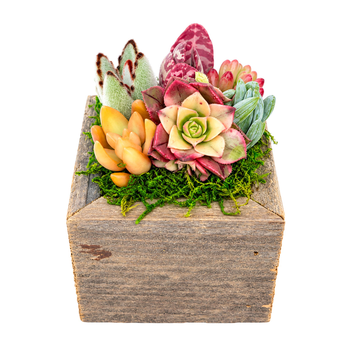 Reclaimed Wood Square Box Mini Succulent Arrangement