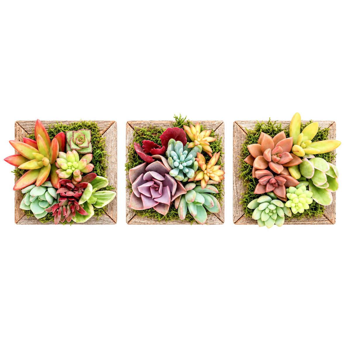 Reclaimed Wood Square Box Mini Succulent Arrangement