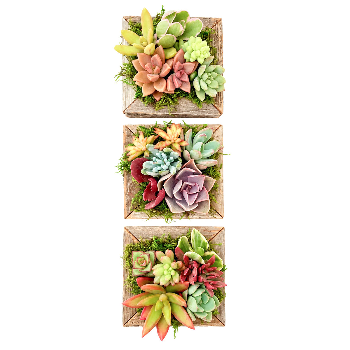 Reclaimed Wood Square Box Mini Succulent Arrangement