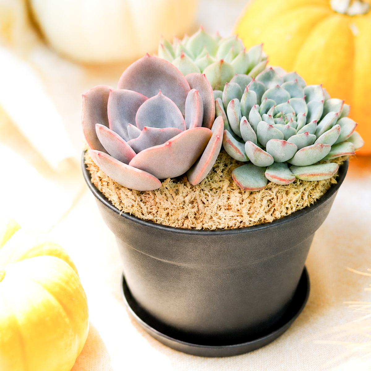 4" Black Planter Rosette Succulent Arrangement with Dish