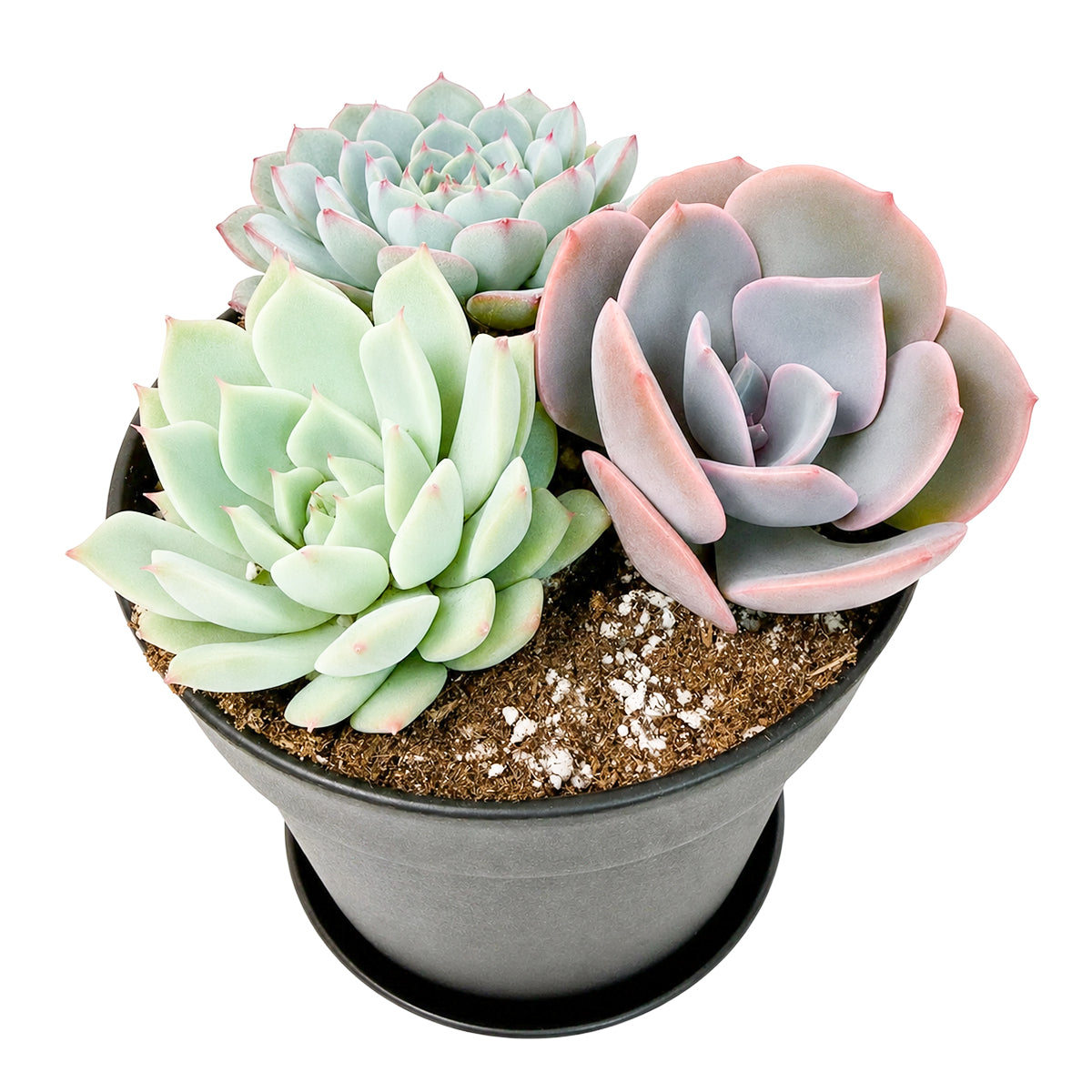 4" Black Planter Rosette Succulent Arrangement with Dish