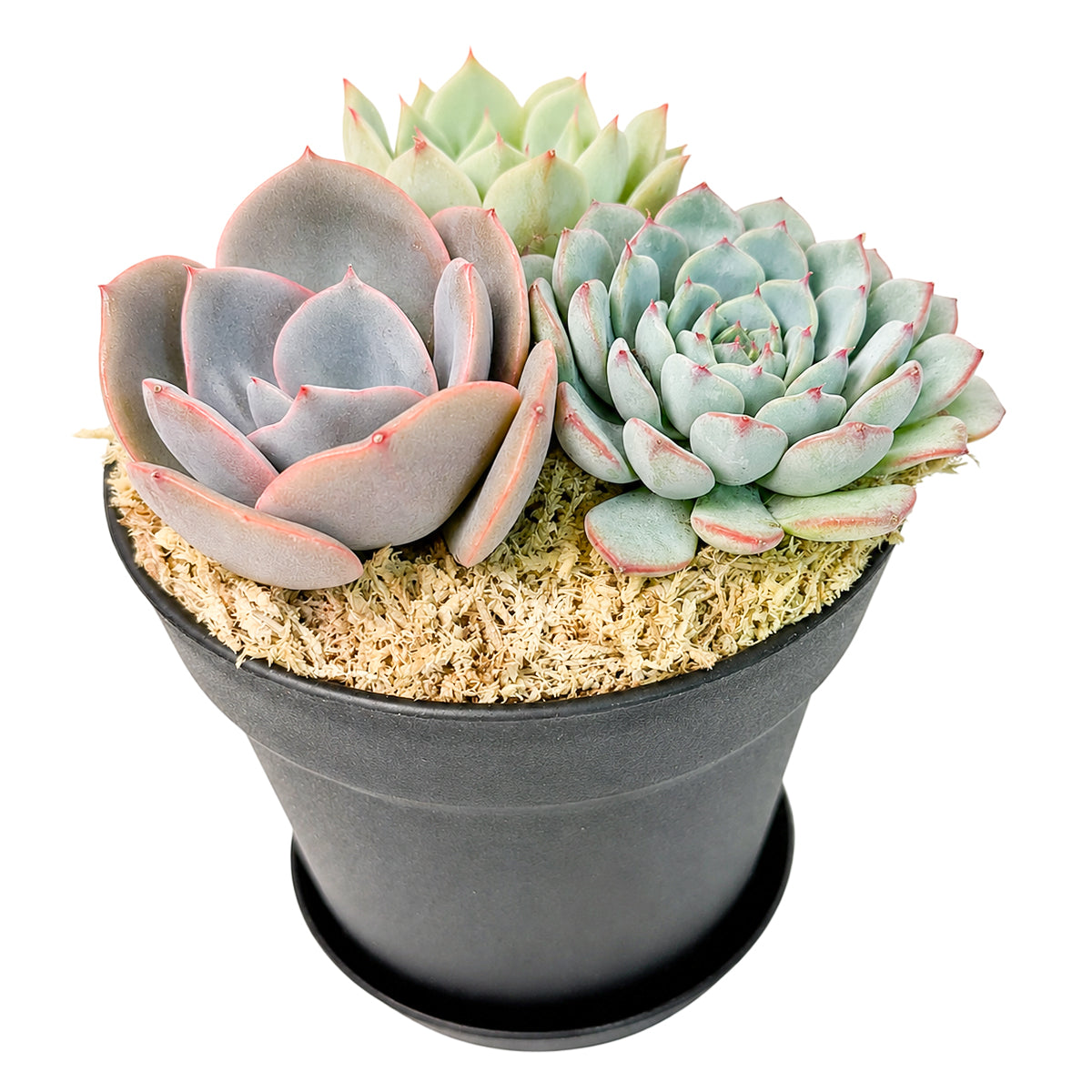 4" Black Planter Rosette Succulent Arrangement with Dish