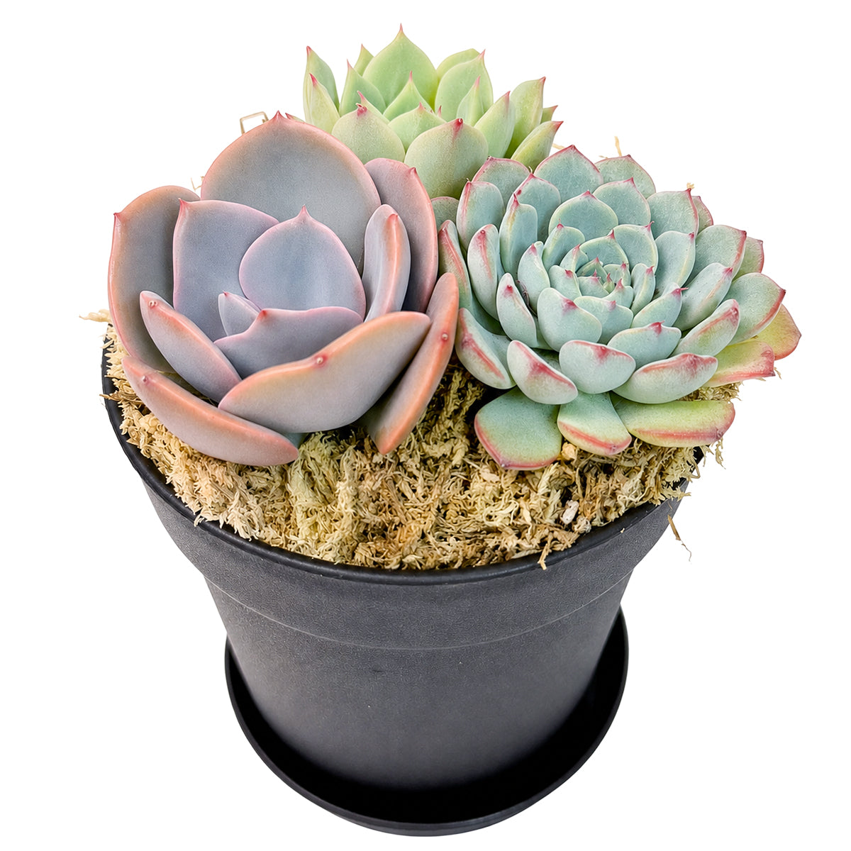 4" Black Planter Rosette Succulent Arrangement with Dish