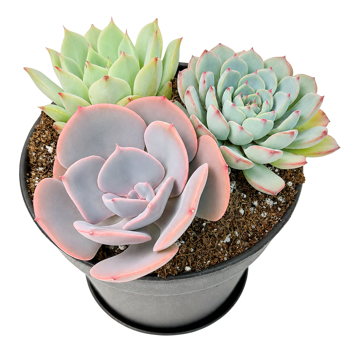 4" Black Planter Rosette Succulent Arrangement with Dish