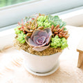 4" White Plastic Pot Rosettes & Donkey Tail Arrangement with Dish