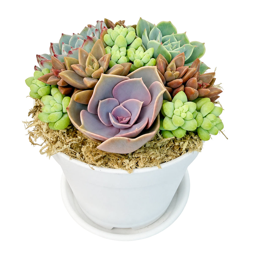 4" White Plastic Pot Rosettes & Donkey Tail Arrangement with Dish