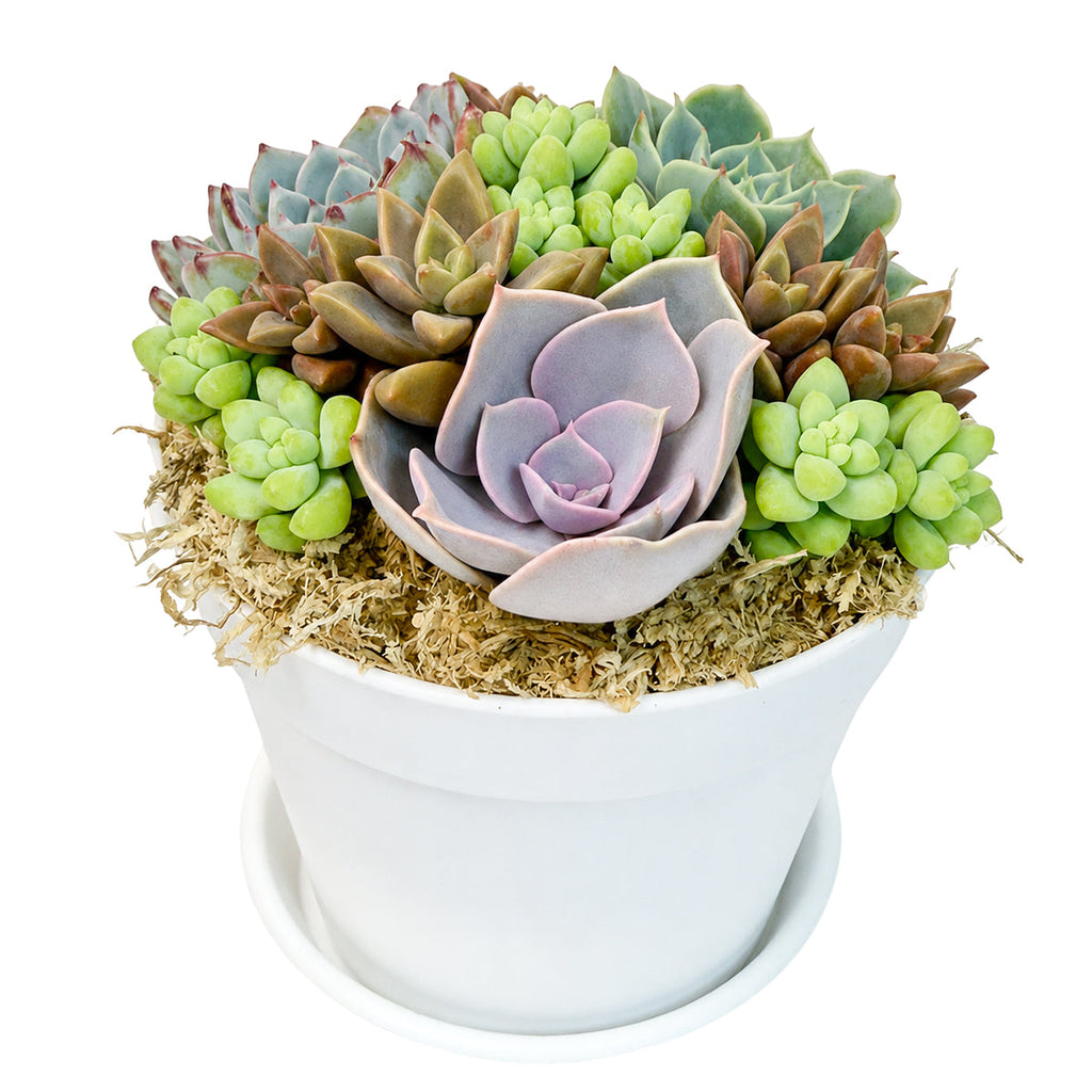 4" White Plastic Pot Rosettes & Donkey Tail Arrangement with Dish