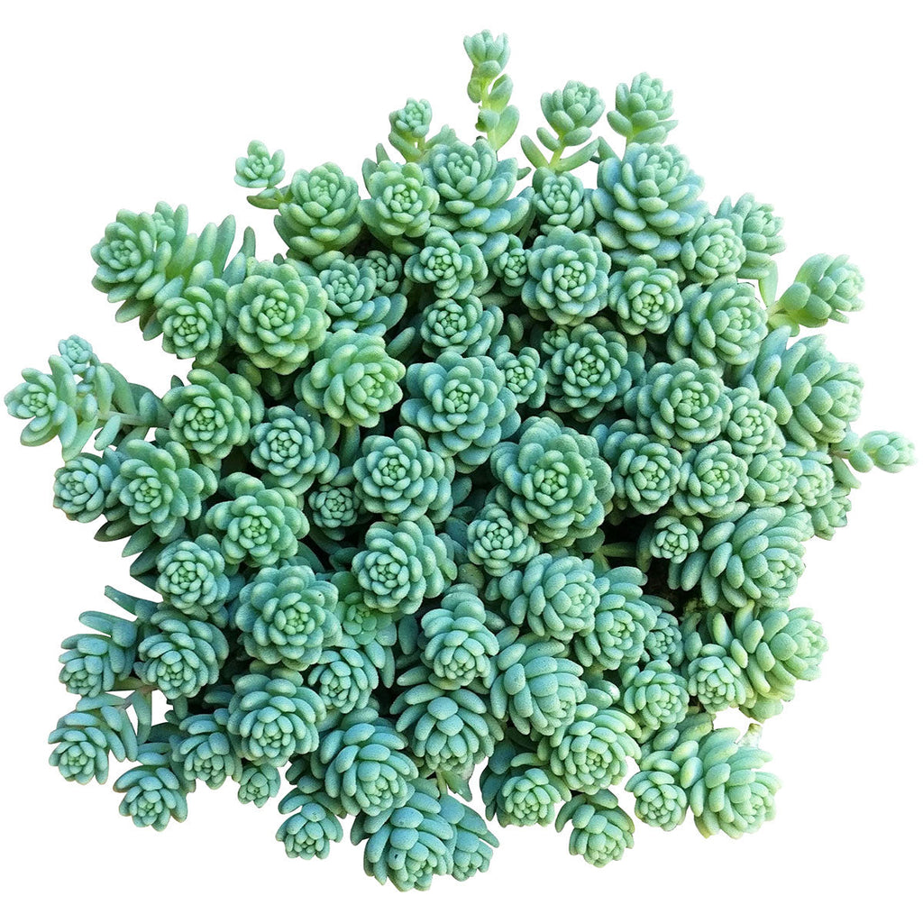 Sedum Major - Sedum dasyphyllum 'Himalayan Skies'