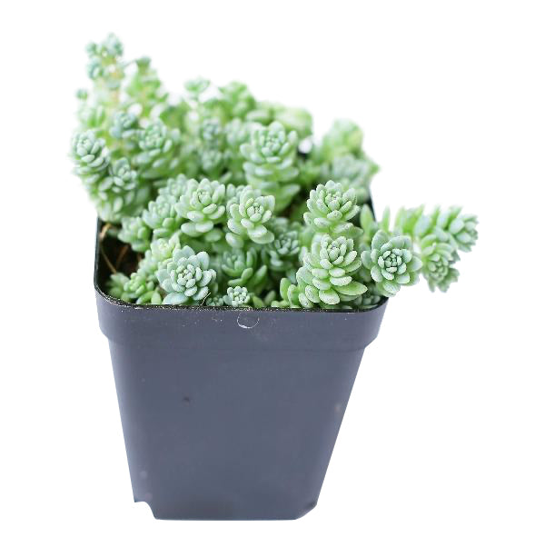 Sedum Major - Sedum dasyphyllum 'Himalayan Skies'