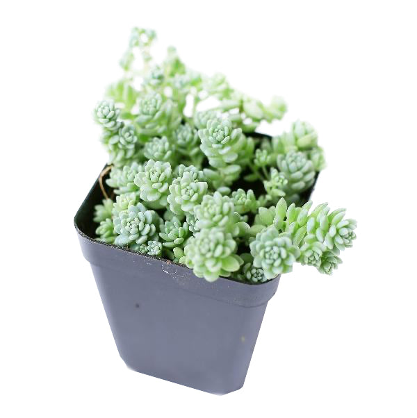 Sedum Major - Sedum dasyphyllum 'Himalayan Skies'