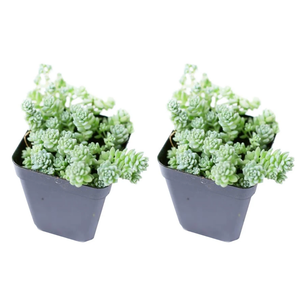 Sedum Major - Sedum dasyphyllum 'Himalayan Skies'