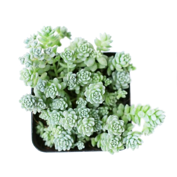 Sedum Major - Sedum dasyphyllum 'Himalayan Skies'