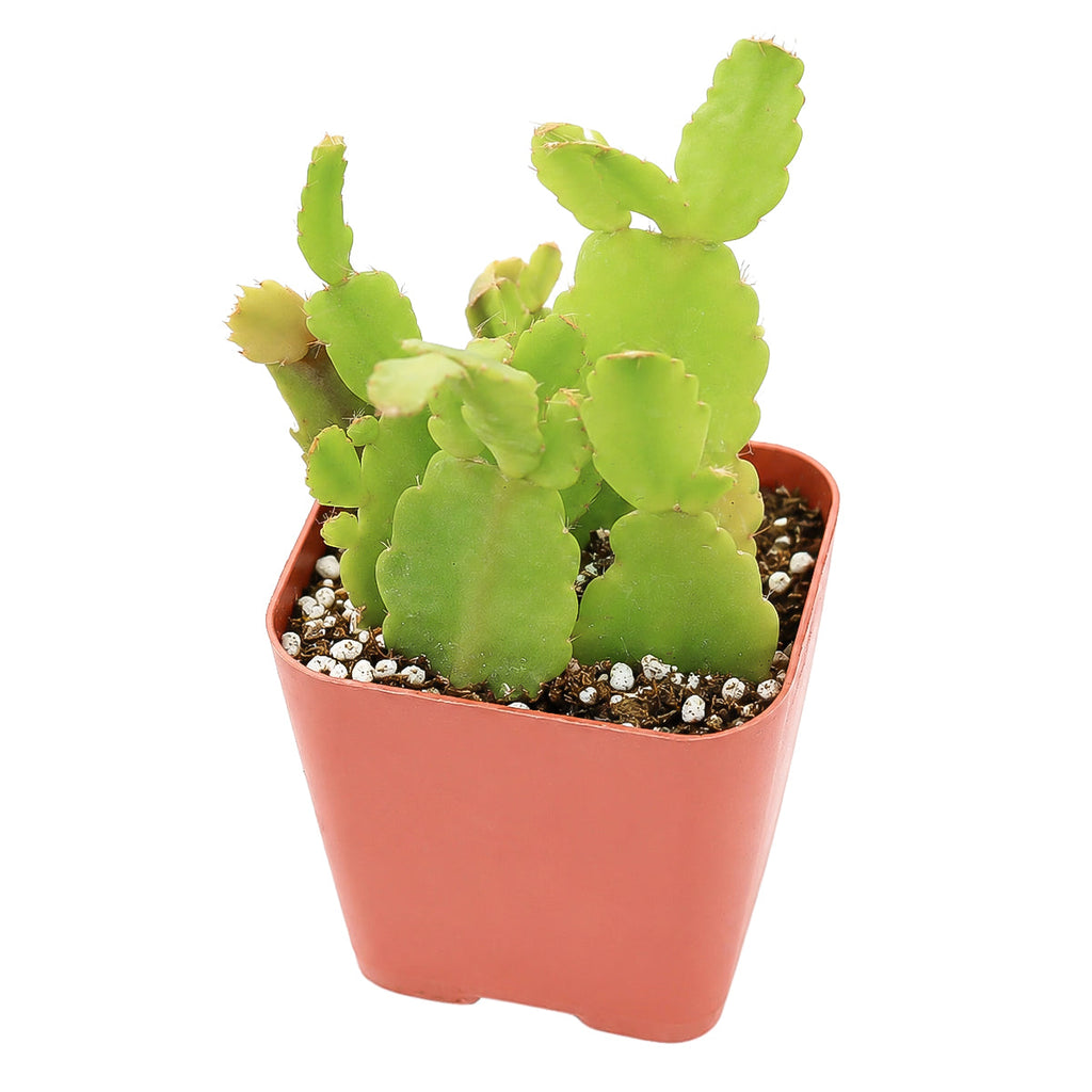 Schlumbergera truncata - Thanksgiving Cactus (limited)