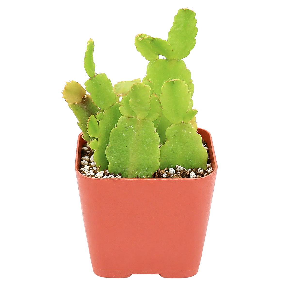 Schlumbergera truncata - Thanksgiving Cactus (limited)